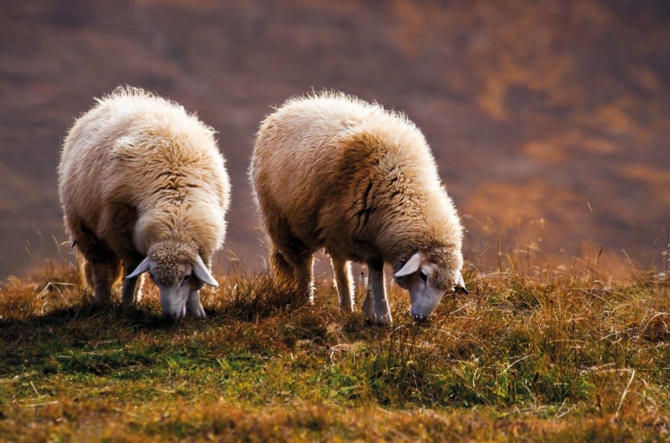 Sustainable Flooring Sheep