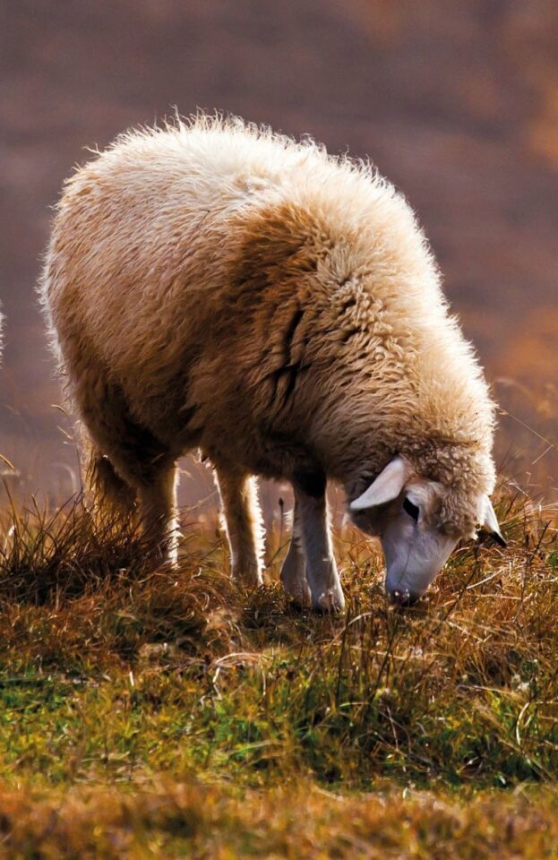 Sustainable Sheep